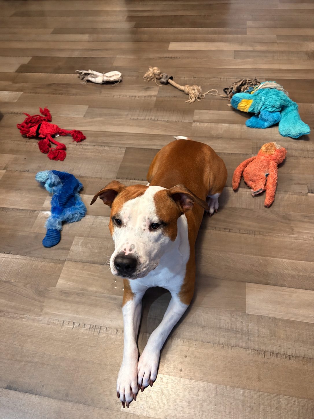 Un Amstaff couché au milieu de ses jouets détruits