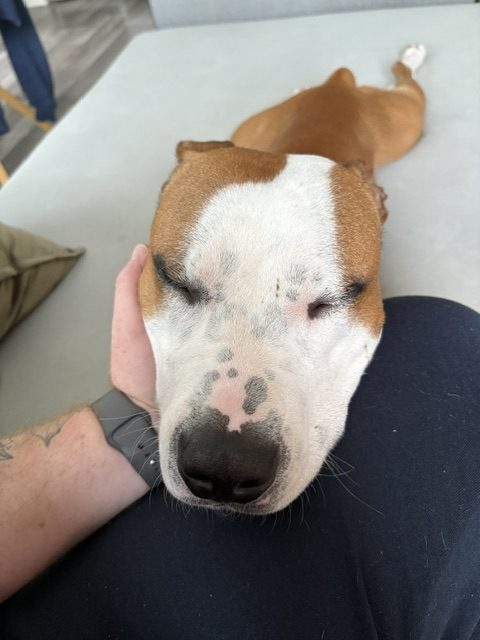 Le « chien dangereux »
