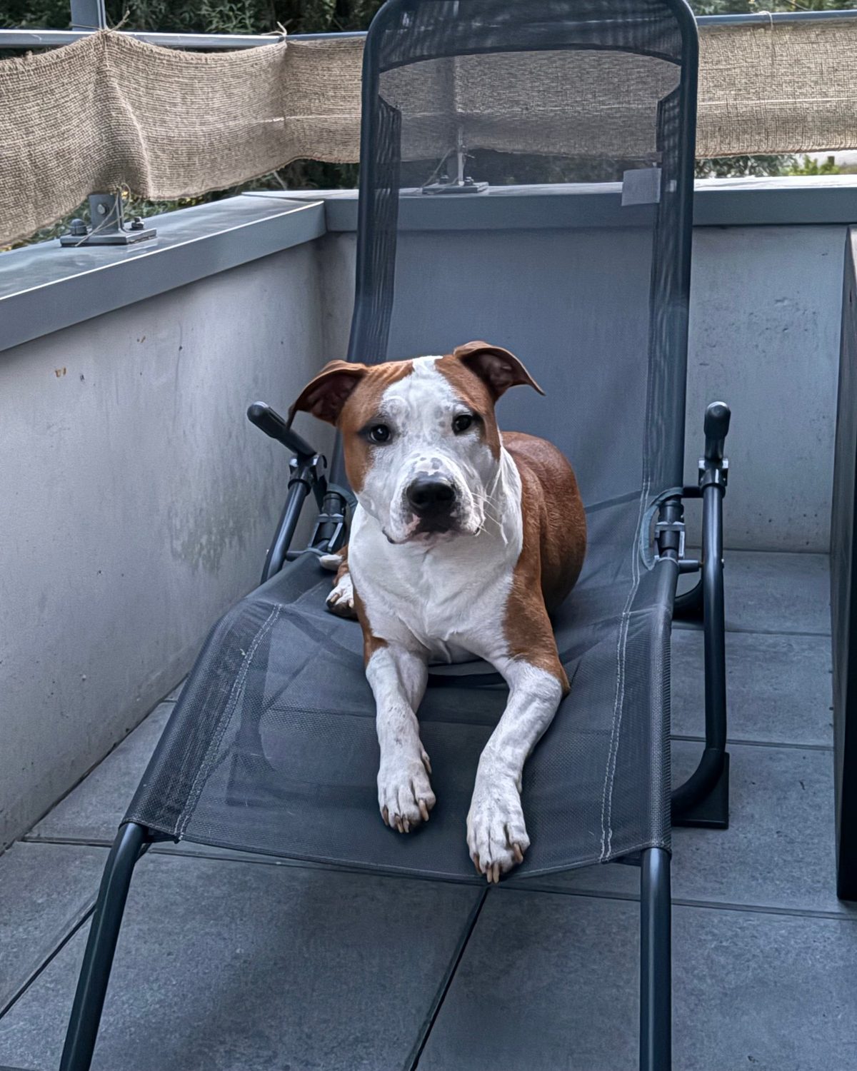 L'Amstaff fauve et blanc de Mastoc allongé sur un transat